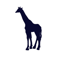 giraffe isolated