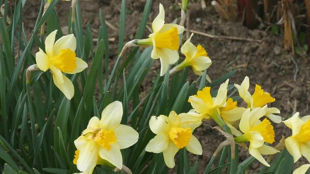 Daffodils swaying in the wind