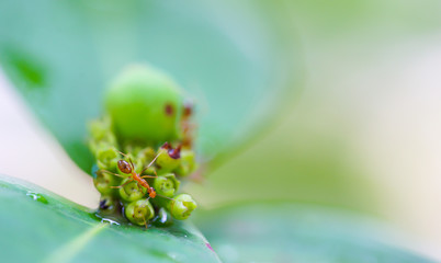 ant climb on the pollen