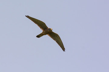 gheppio (Falco tinnunculus) in volo