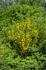 Obraz premium Cytisus Scorparius - Common broom