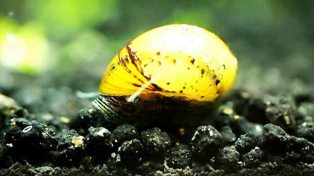 Horned Nerite Snaail : Clithon coron