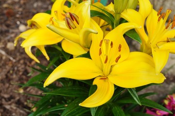 Yellow Asiatic lily flower in bloom