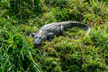 Crocodile in Chitwan-Nationalpark, Nepal