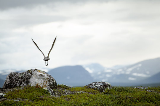 Bird in flight
