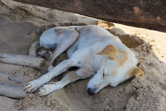 Hund am Strand von Bogmalo - Goa, Indien.