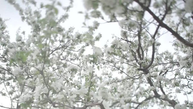 Цветущая яблоня