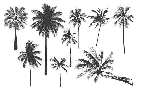  tropical palm trees