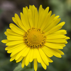 Great Leopard's Bane (Doronicum pardalianches); close-up of flower