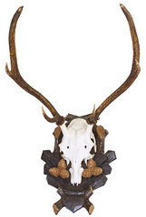 Antlers of deer