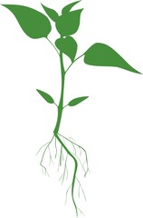 silhouette of plant