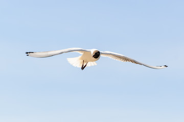 Gull Black headed Gull
