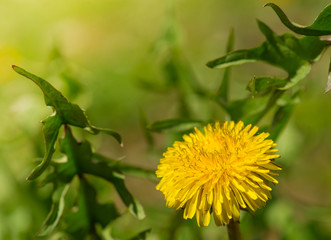 closeup of yellow dandelion on green grass background