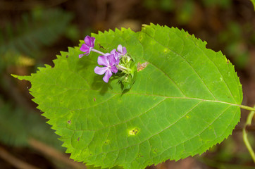 violette Blüte im Blatt