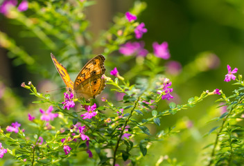 Chocolate Pansy butterfly in a garden