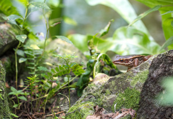 Obraz premium Frog in a garden