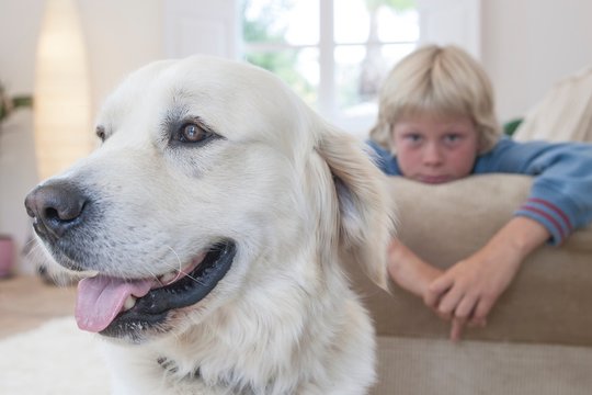 Close-up of pet dog, boy leaning on couch in background