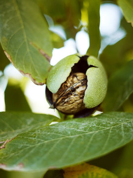 Close-up of walnut on twig