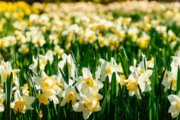 Field of beautiful yellow daffodils. Blooming narcissus in sprin © smspsy