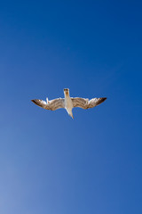 Seagull soaring in blue sky 
