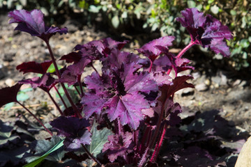Heuchera micrantha at sunny sping day
