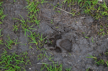 Naklejka na ściany i meble Animal footprint on the wet soil