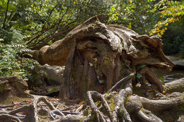 Obraz premium krasse Wurzeln