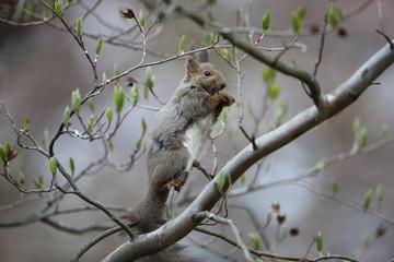 エゾリス,リス科リス属キタリス種の亜種