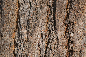 Fototapeta premium Tree Bark Background