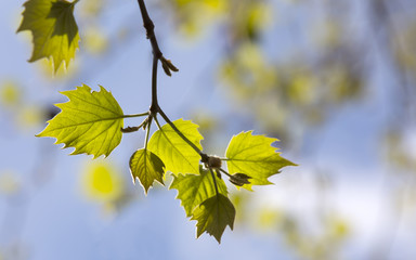 The Leaves of Spring. The seasons are following their cycle and the the leaves are coming back on the trees.