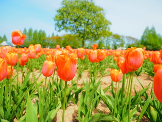 チューリップと1本の大木