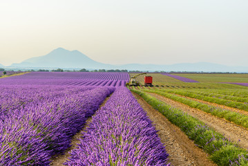 Plakat harvesting lavender field, Provence