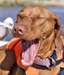 Funny dog with life jacket on board of a motor boat. Viszla yawing and wearing a life jacket and...