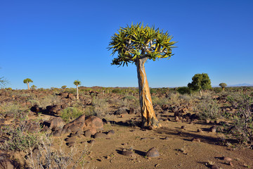 Quiver Tree Forest Namibia