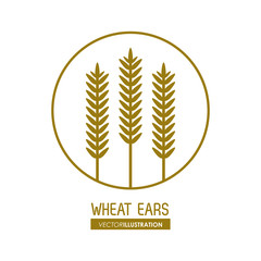 Wheat ears design, farm and agriculture concept, ve
