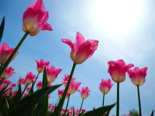 光とチューリップ