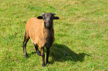 Fototapeta premium Portrait of a brown sheep on a green
