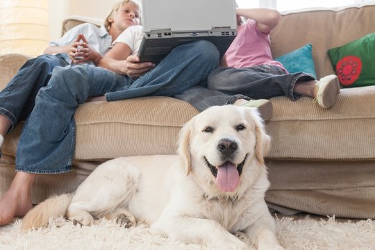 Family using laptop on couch, pet dog in foreground - Powered by Adobe