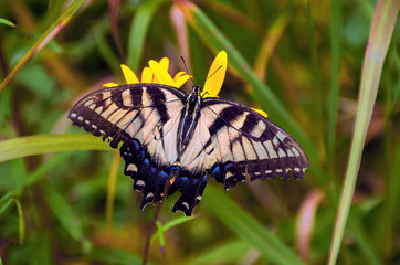 Schmetterling
