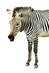 Zebra isolated on white background, cutout