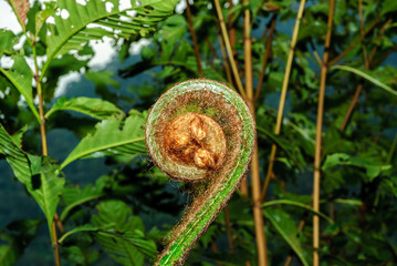 giant fern in the forest of Cameron Highlands in Malaysia