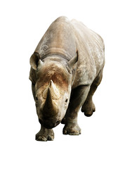 Obraz premium Big african Rhino isolated on a white background