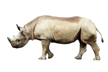Crédence en verre imprimé Rhinocéros Gros rhinocéros africain isolé sur fond blanc