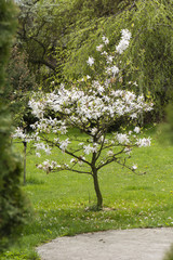 arbre en fleurs Magnolia stellata dans le jardin