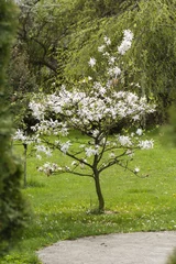 Gartenposter Magnolie blühender Baum Magnolia stellata im Garten