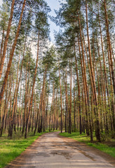Path in coniferous forest