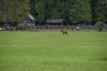 Obraz premium Elk
