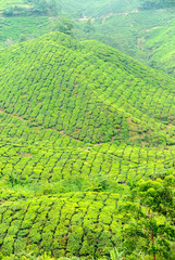 tea plantations in Cameron higlands in the north of Malaysia