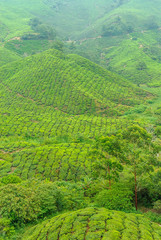 Fototapeta na wymiar tea plantations in Cameron higlands in the north of Malaysia