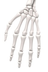 3d renderings of hand bones